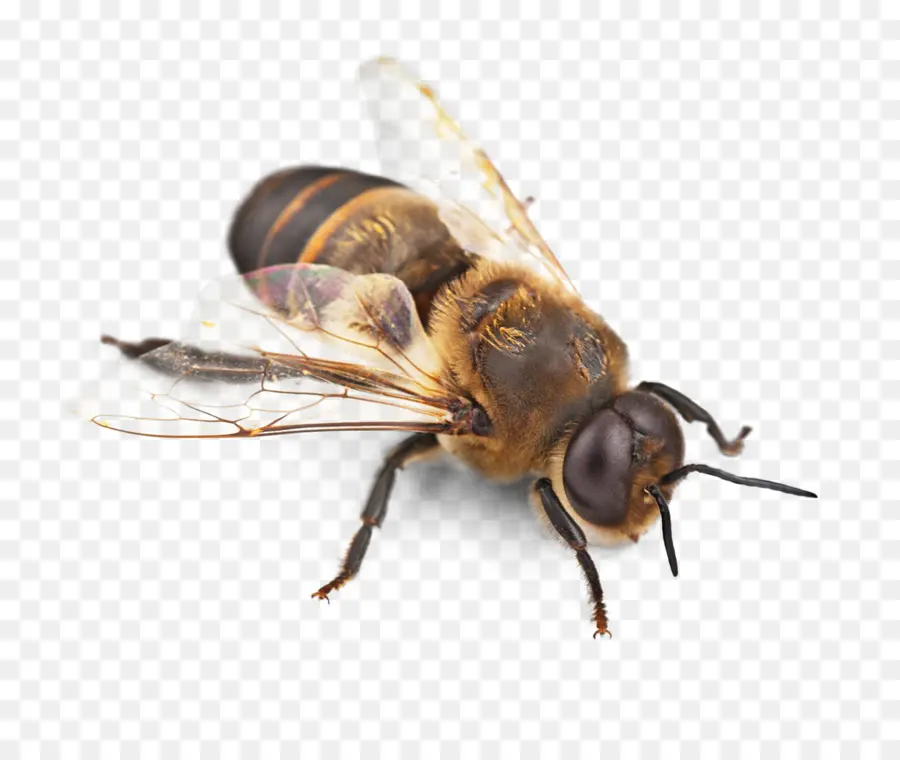 Abejas，Miel PNG