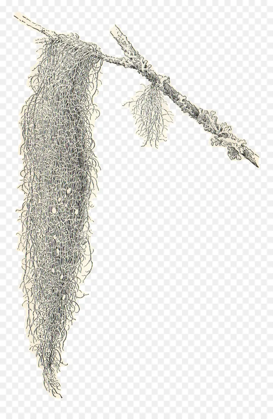 Musgo Español，Moss PNG