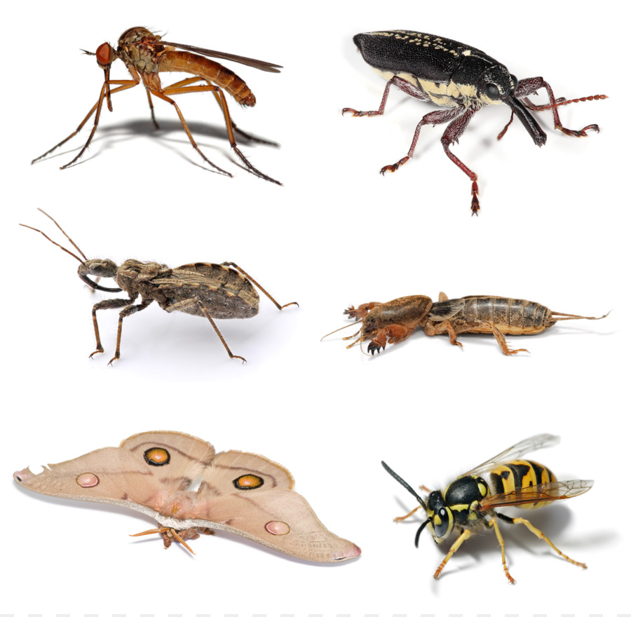 Insectos，Seis Piernas PNG