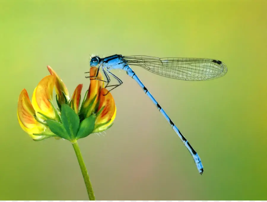 Los Insectos，Libélula PNG