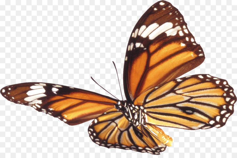 Mariposa Monarca，Naranja PNG