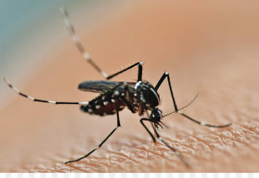 Mosquito，Bicho PNG