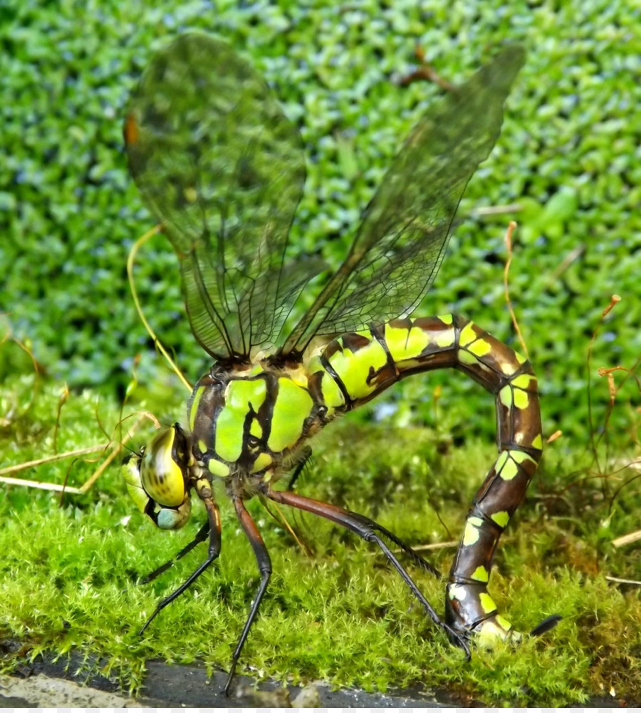 El Sur De Hawker，Los Insectos PNG