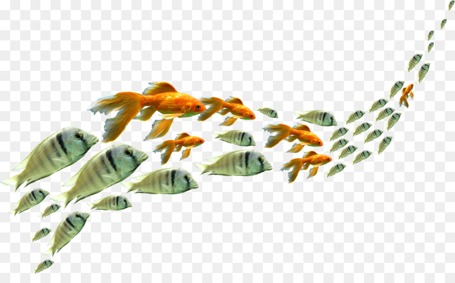 Los Peces，Descargar PNG