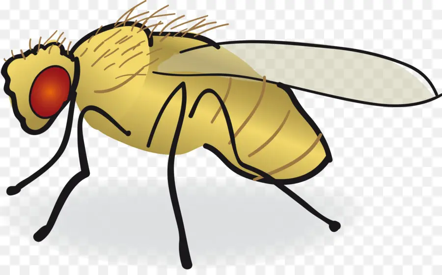 Mosca De La Fruta Común，Volar PNG