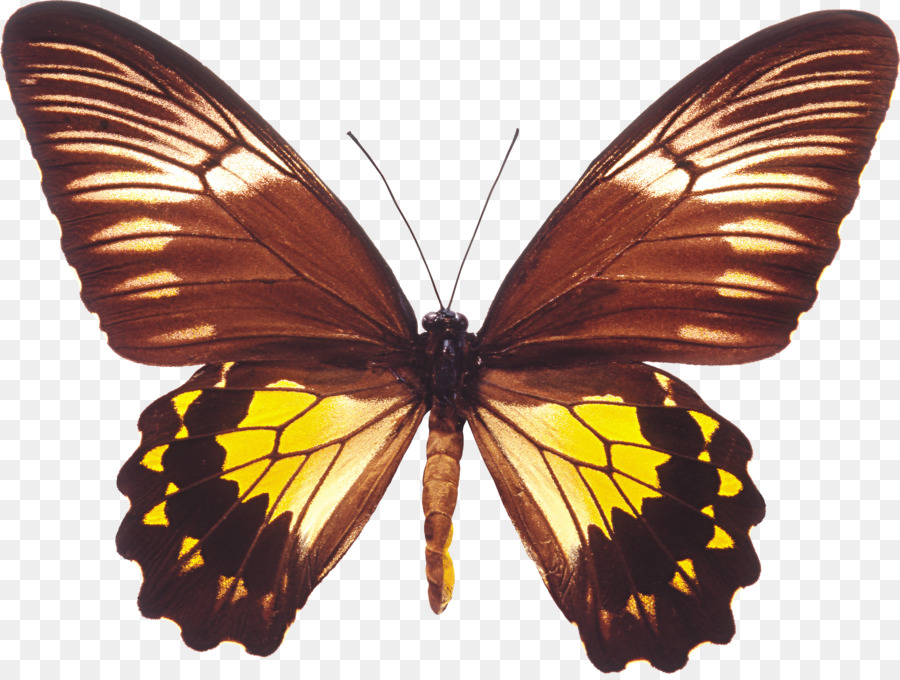 Mariposa Monarca，Naranja PNG