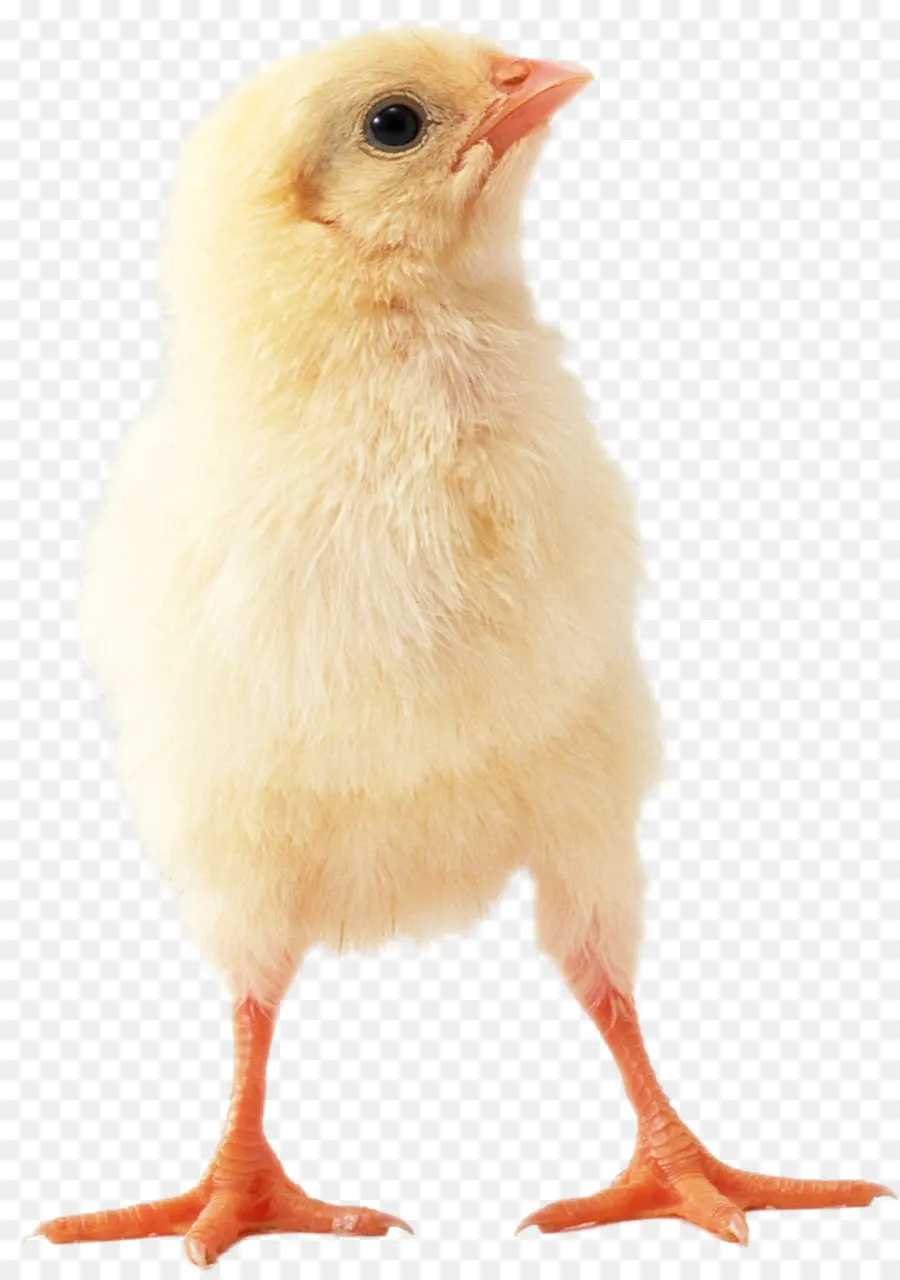 Pollo，La Carne De Pollo PNG