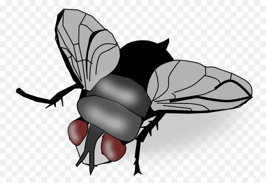 Insecto，Volar PNG