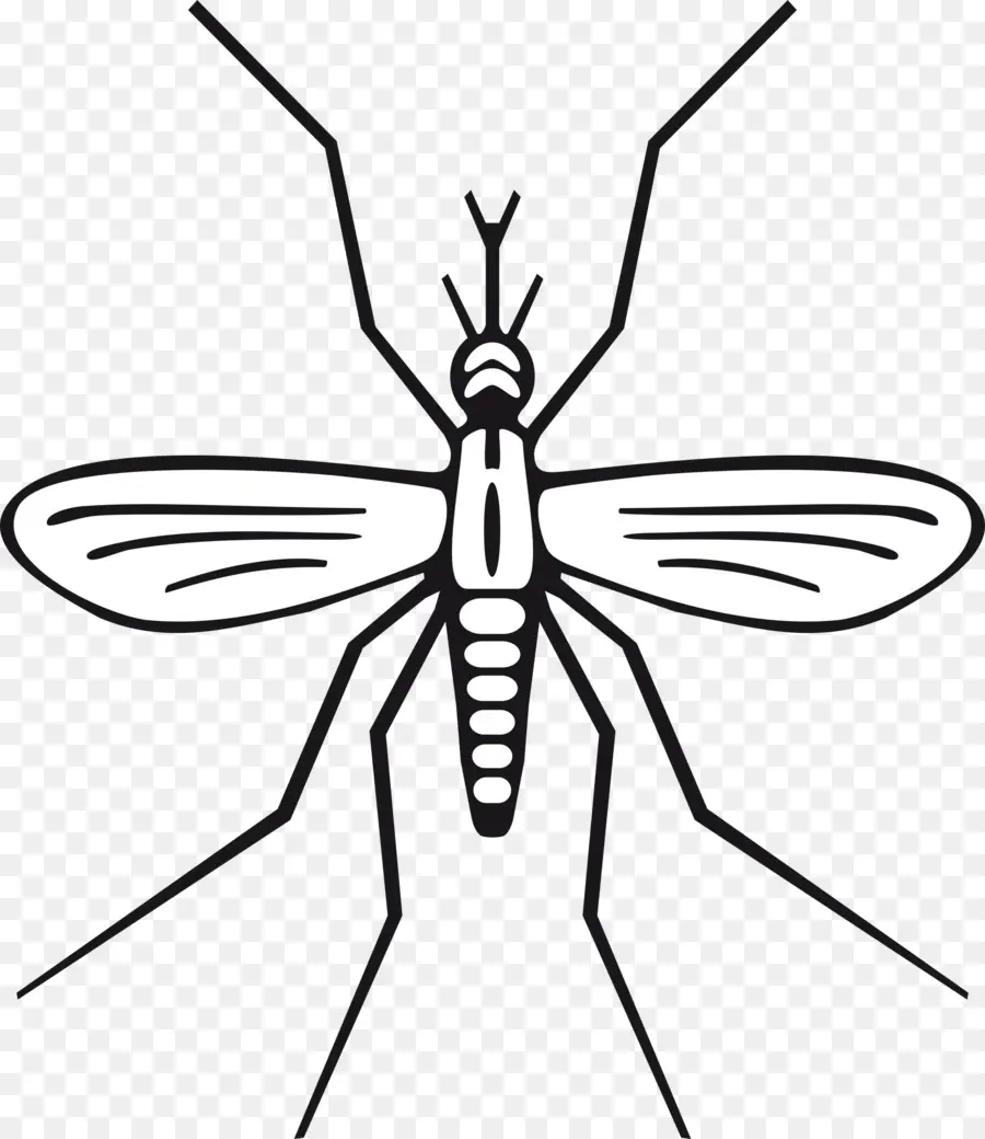 Mosquito，Insecto PNG