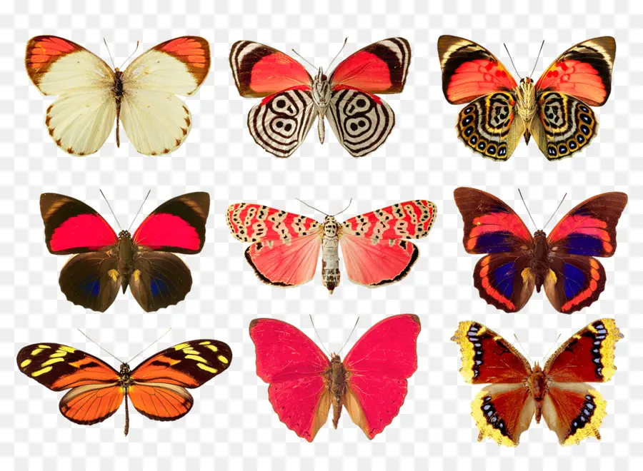 Mariposas，Vistoso PNG