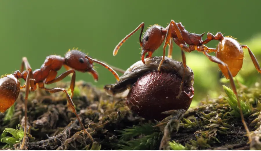 Hormigas Rojas，Macro PNG