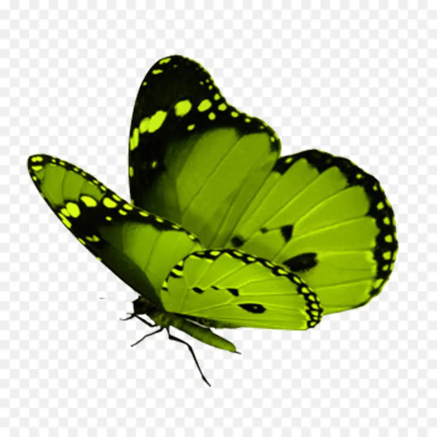 Mariposa，Verde PNG