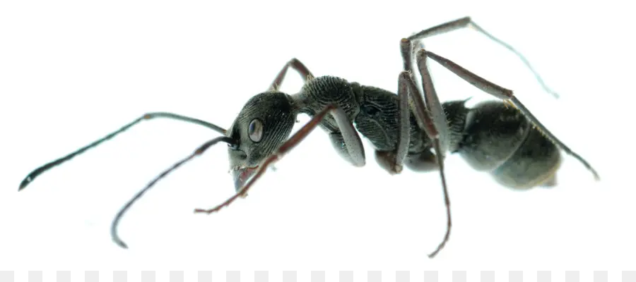 Ant，Los Insectos PNG