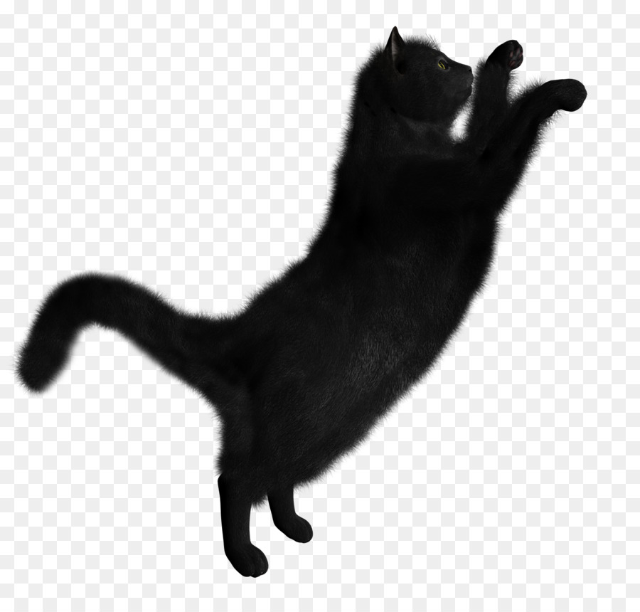 Gato Negro，Felino PNG