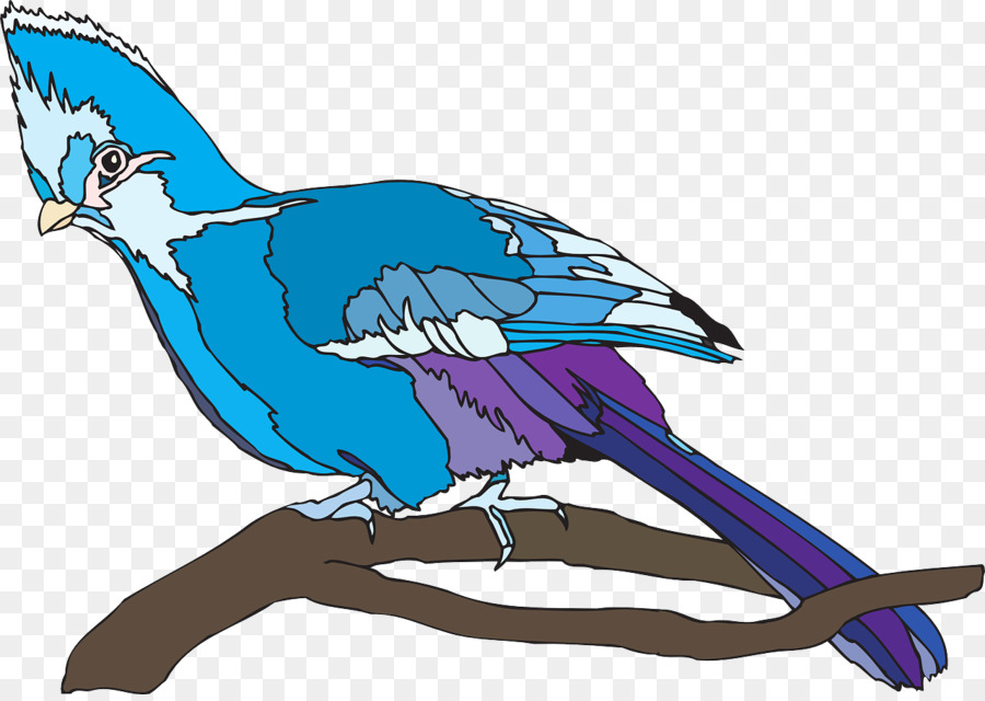 Pájaro，Cacatúa PNG