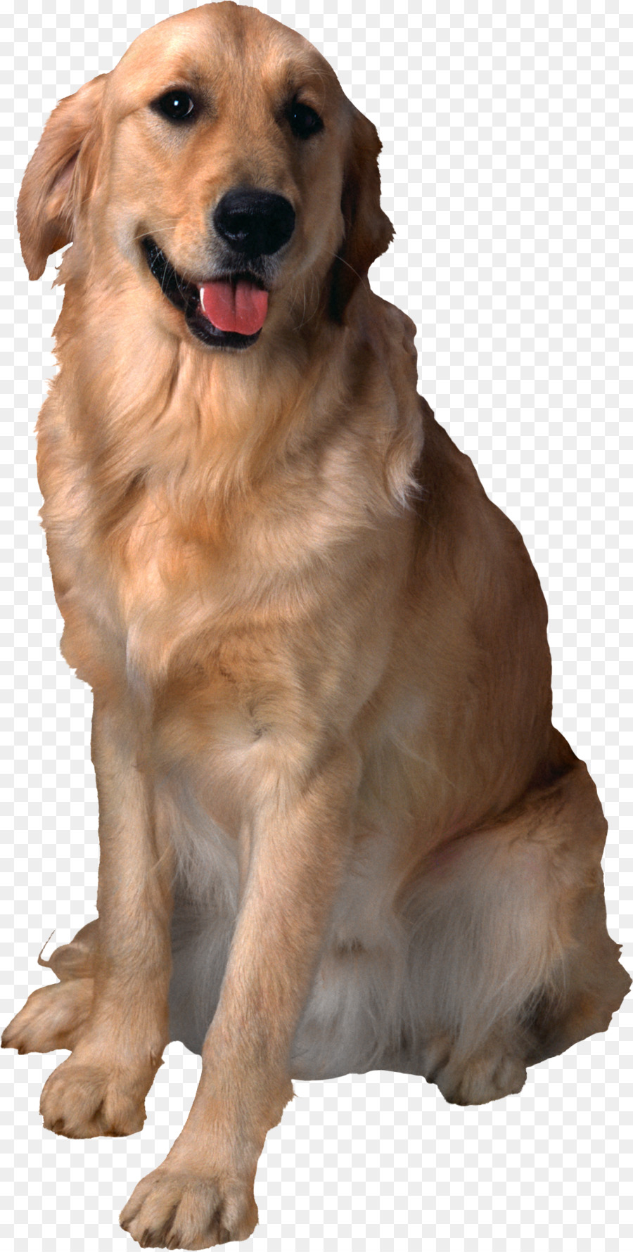 Perro，Gato PNG