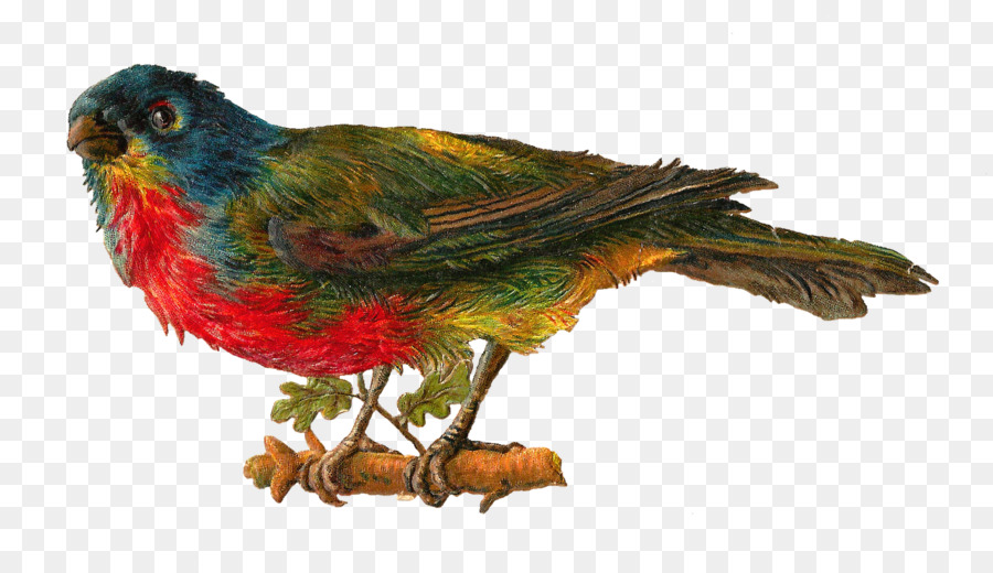 Pájaro，Agapornis PNG