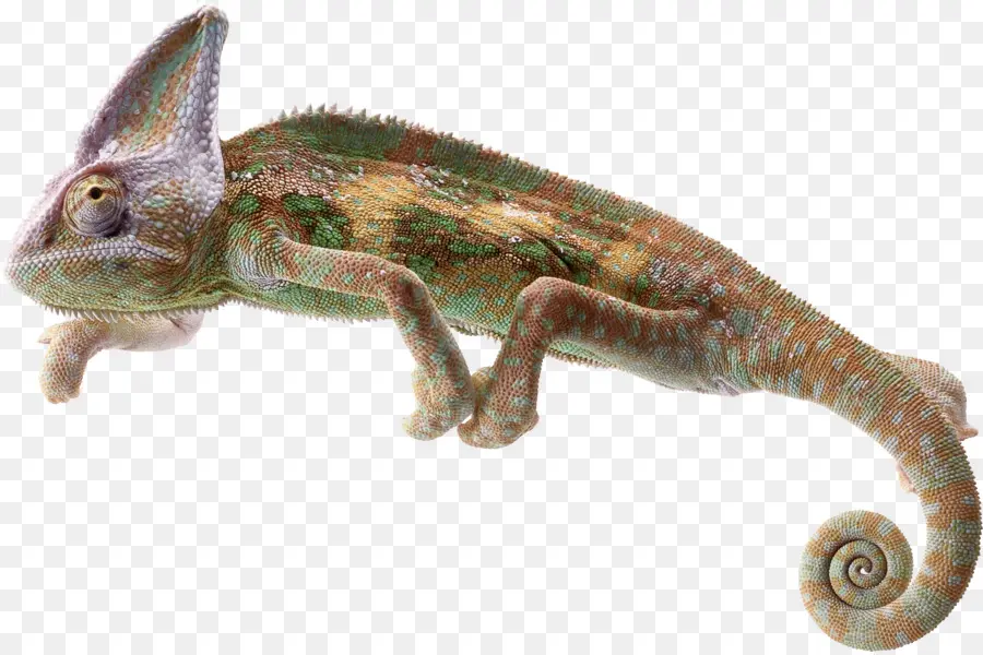 Los Camaleones，Lagarto PNG