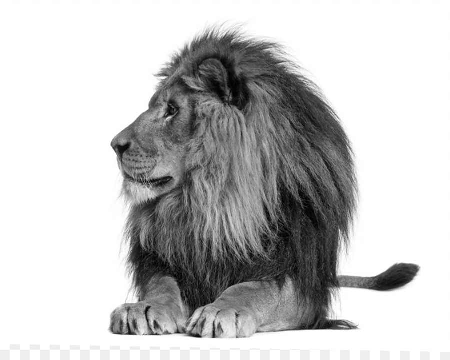 Lion，Lionhead Rabbit PNG