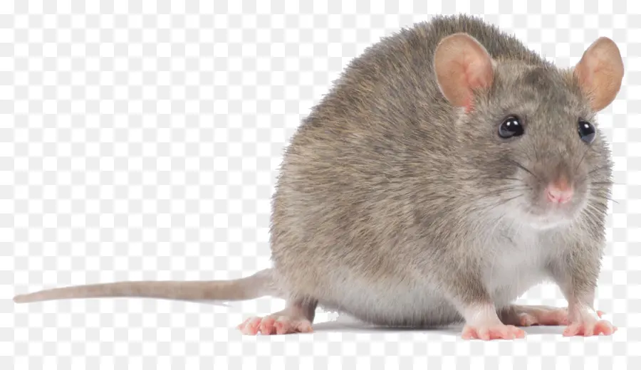 Ratón，Ratón De Computadora PNG