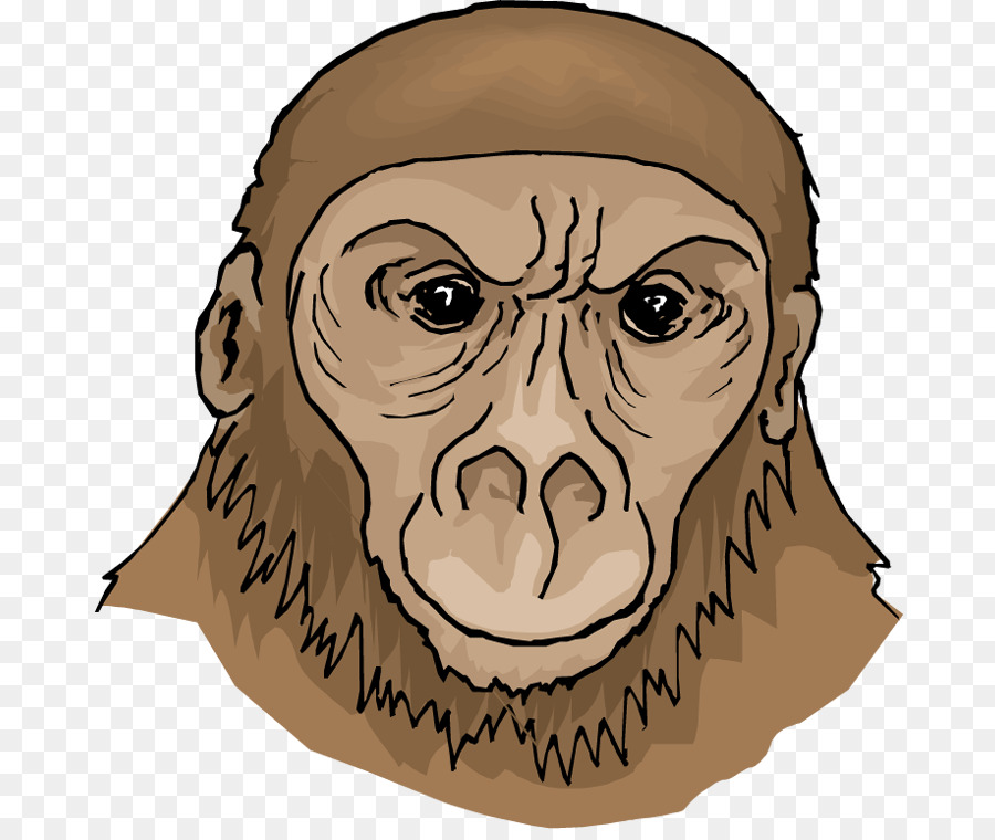 Chimpancé，Dibujo PNG