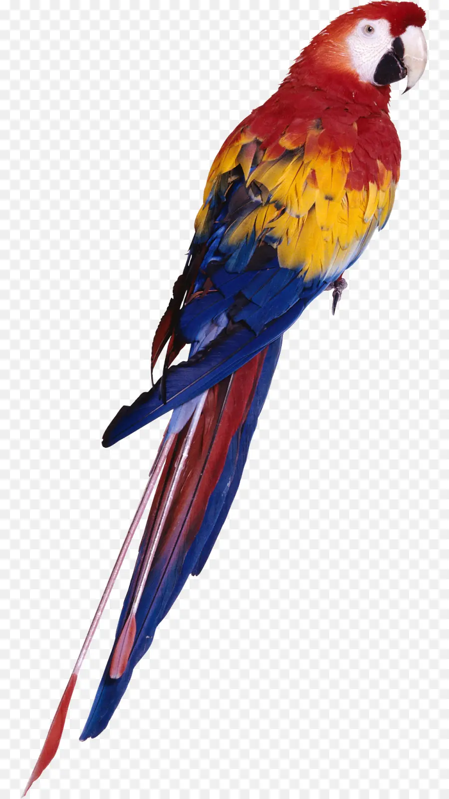 Parrot，Pájaro PNG