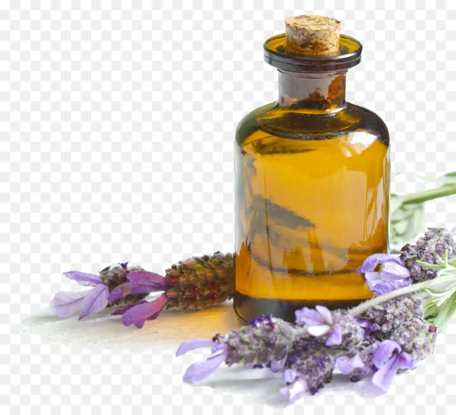 Inglés Lavanda，El Aceite De Lavanda PNG