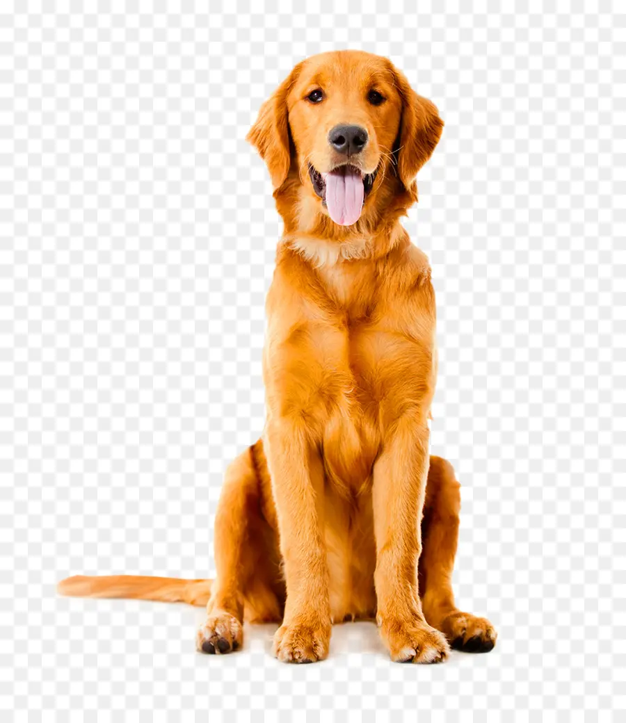 Labrador Retriever，Golden Retriever PNG