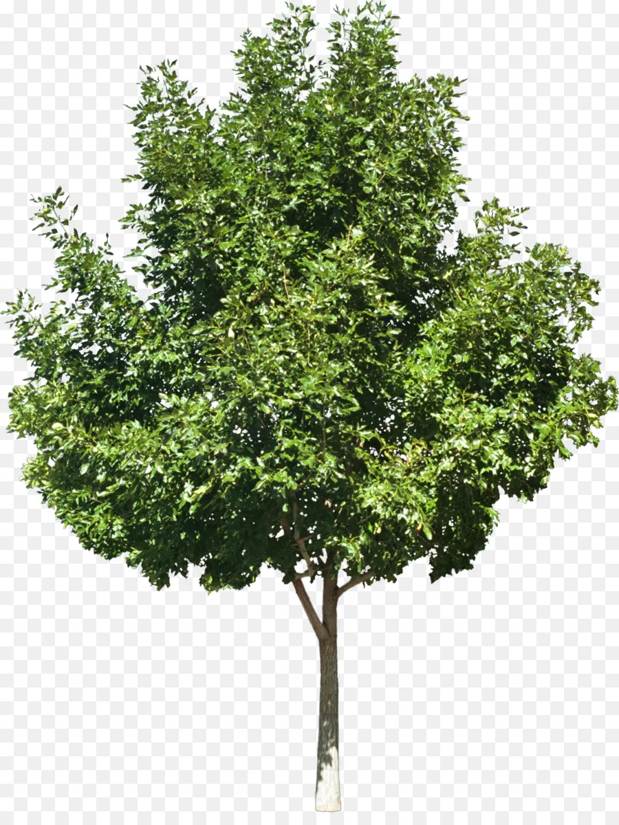 árbol Verde，Hojas PNG