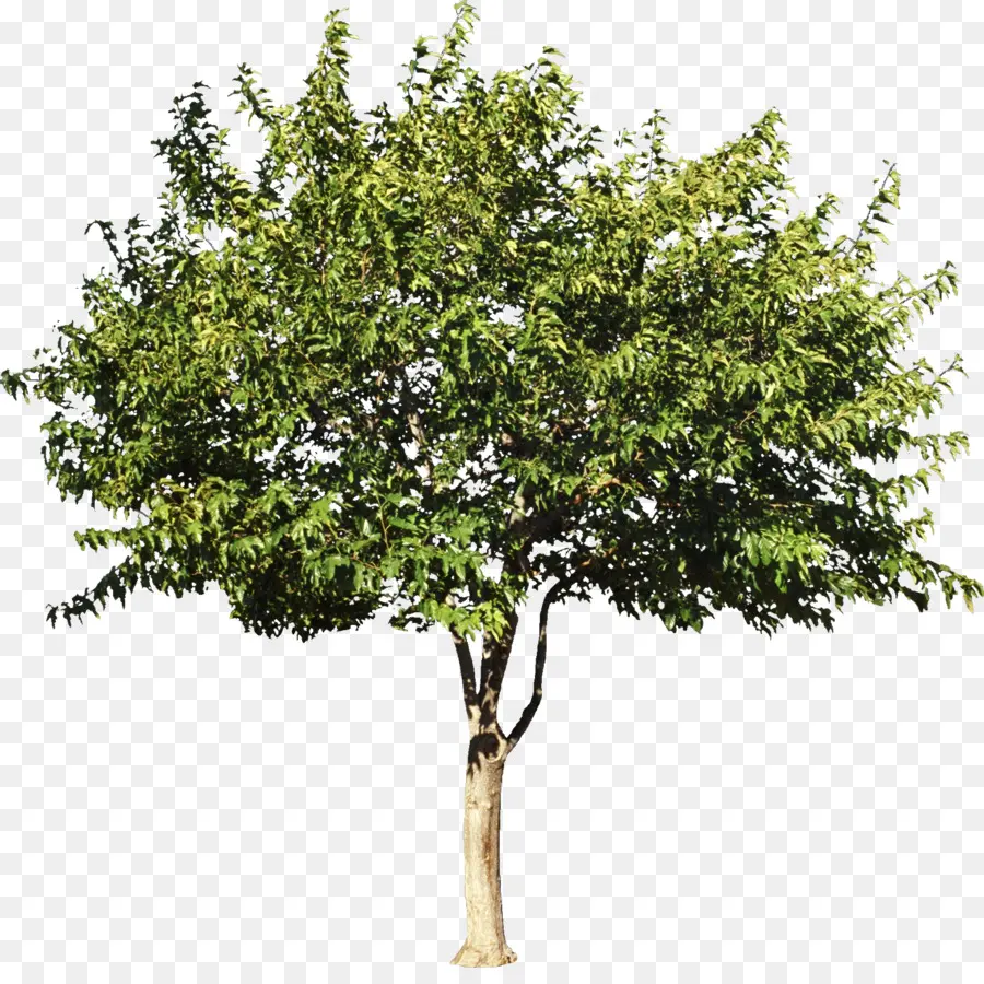 Sycamore Maple，árbol PNG