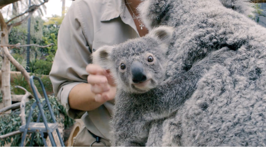 Koala，Outback PNG