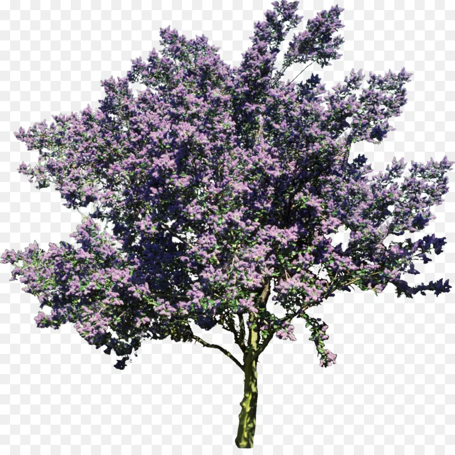 Árbol，Flores Moradas PNG