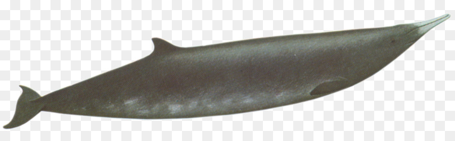 Ballena，Océano PNG