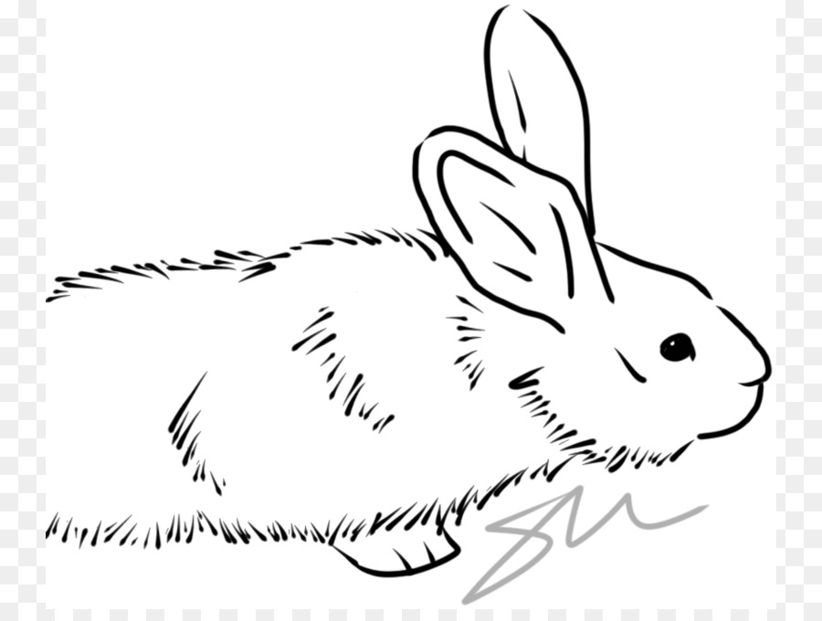 Conejo，Dibujo PNG