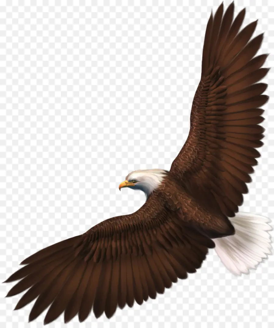 Águila Calva，Pájaro PNG