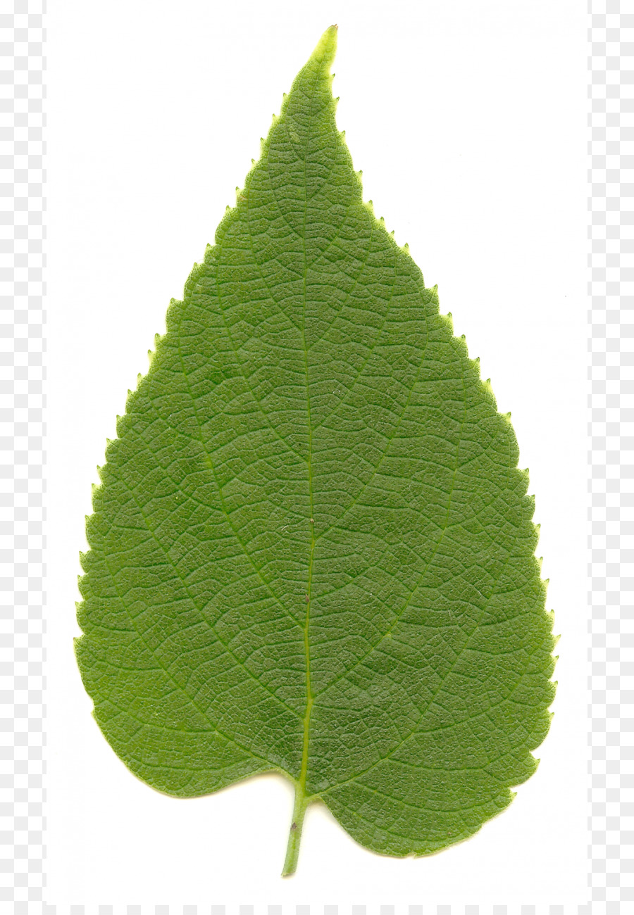 Celtis Occidental，Celtis Laevigata PNG