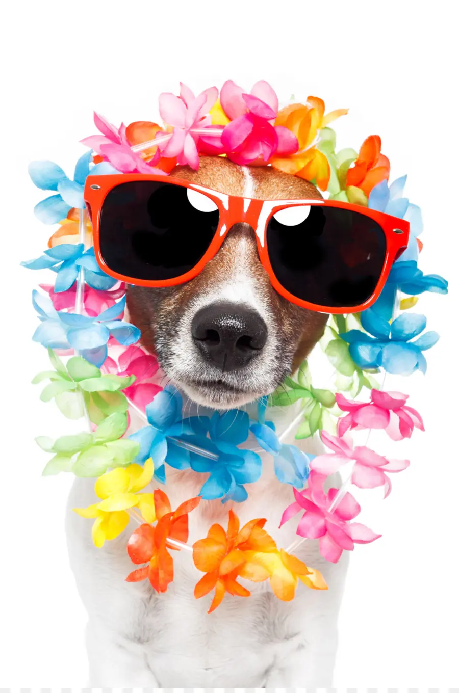 Jack Russell Terrier，Cachorro PNG