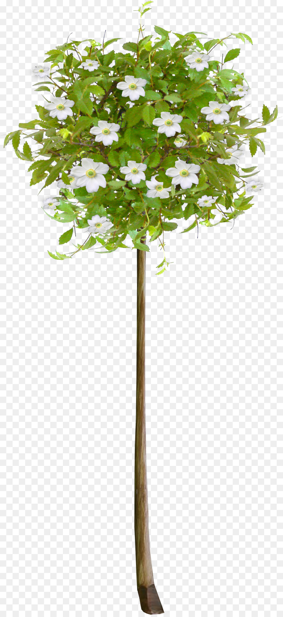 árbol Floreciente，Florecer PNG