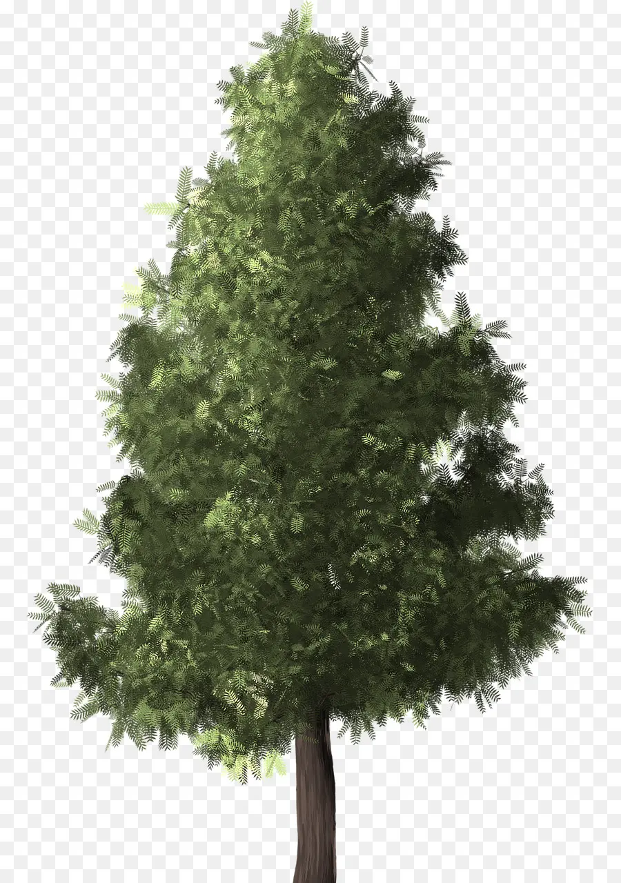 Silver Birch，árbol PNG