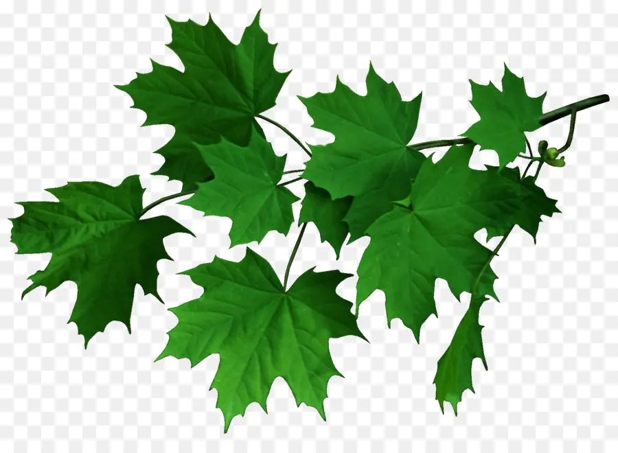 Hoja De Roble Rojo，Árbol PNG