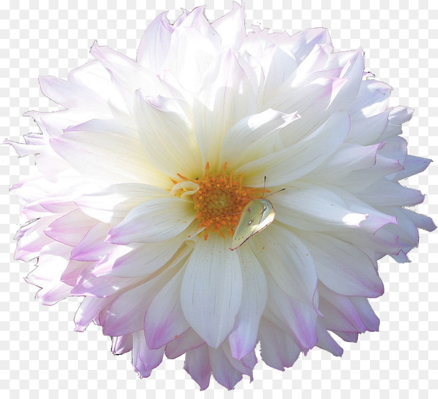 Flor Rosa，Florecer PNG