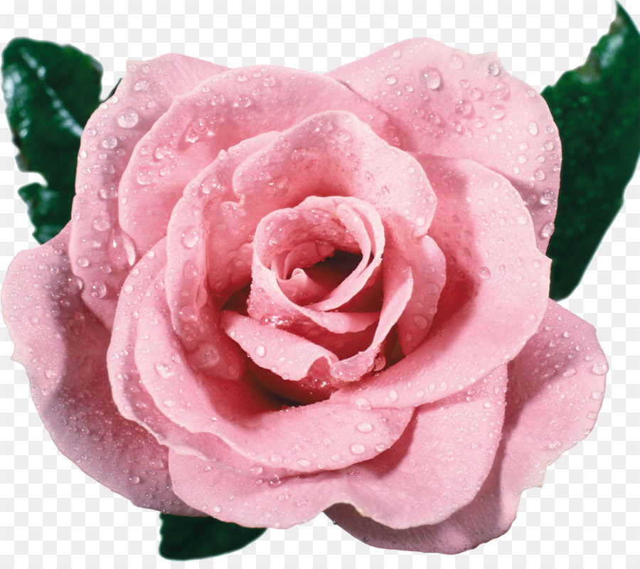 Rosa Rosa，Florecer PNG