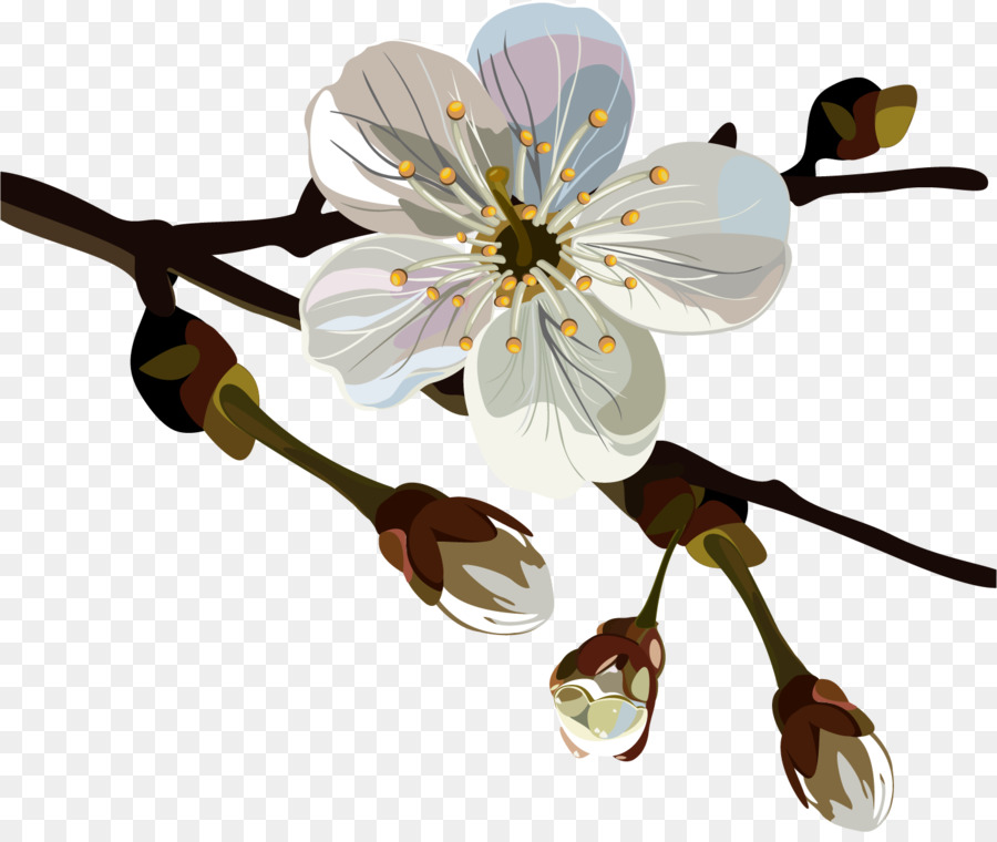 Chimonanthus Praecox，Flor PNG