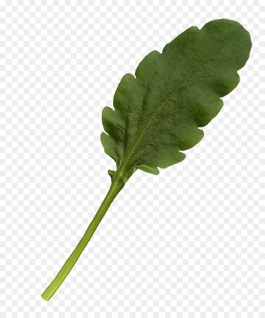 Hoja，Verde PNG