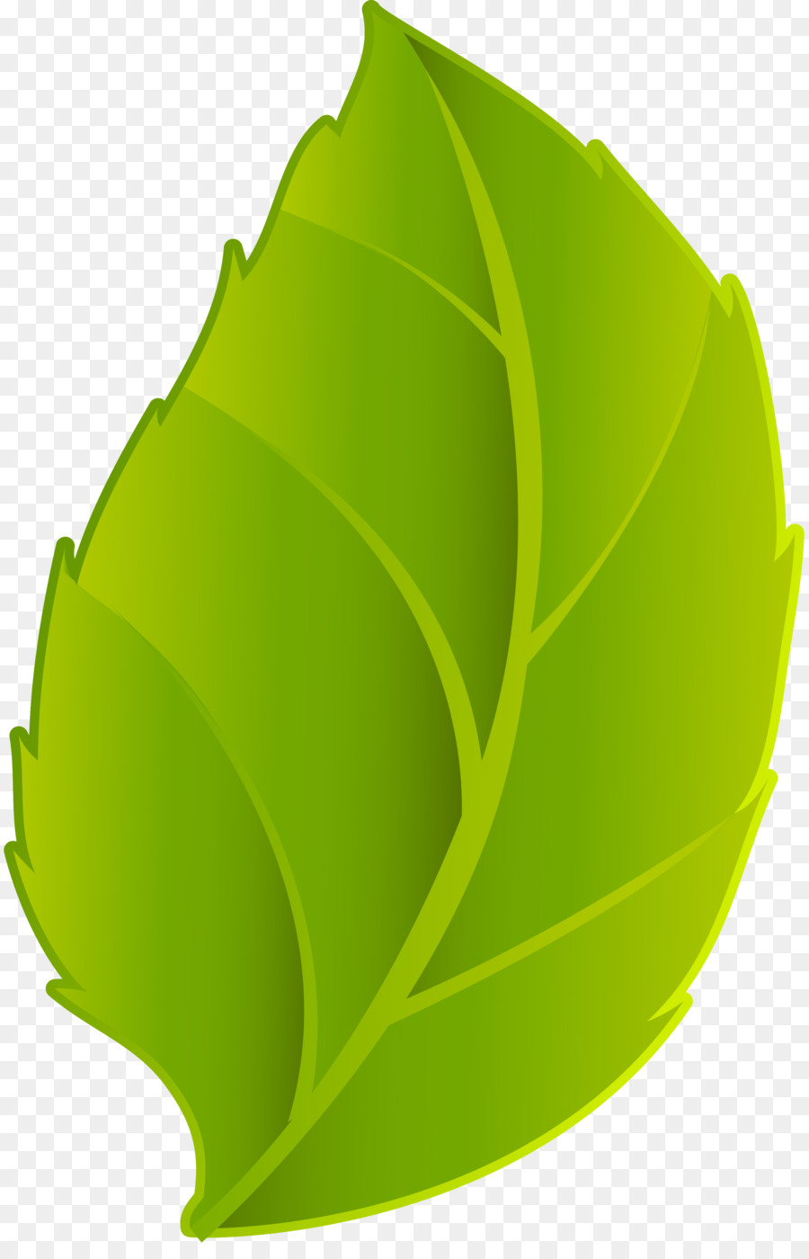 Hoja，Bladnerv PNG