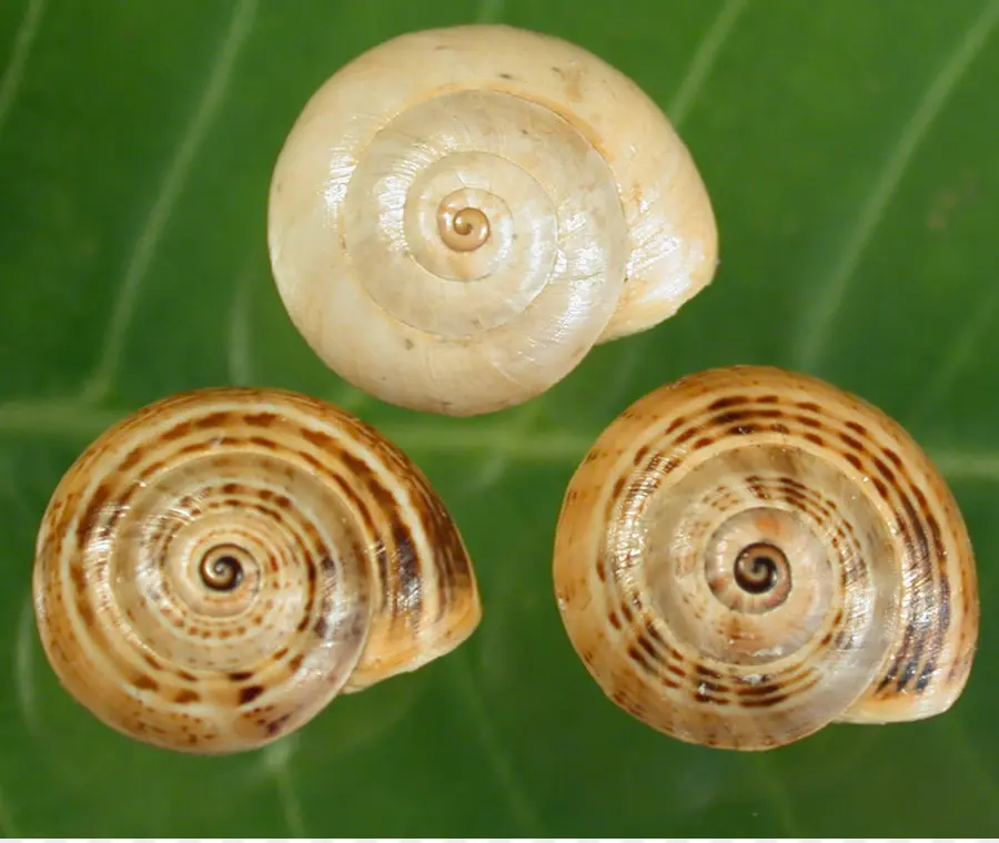 Pequeñas Conchas En Espiral，Caracol PNG