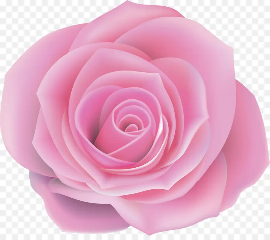 Rosas Centifolia，Rosa PNG