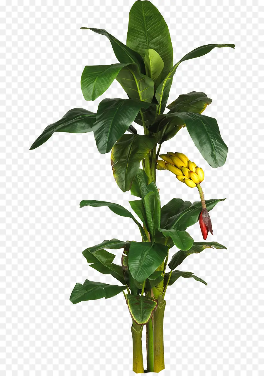 Banana，árbol PNG