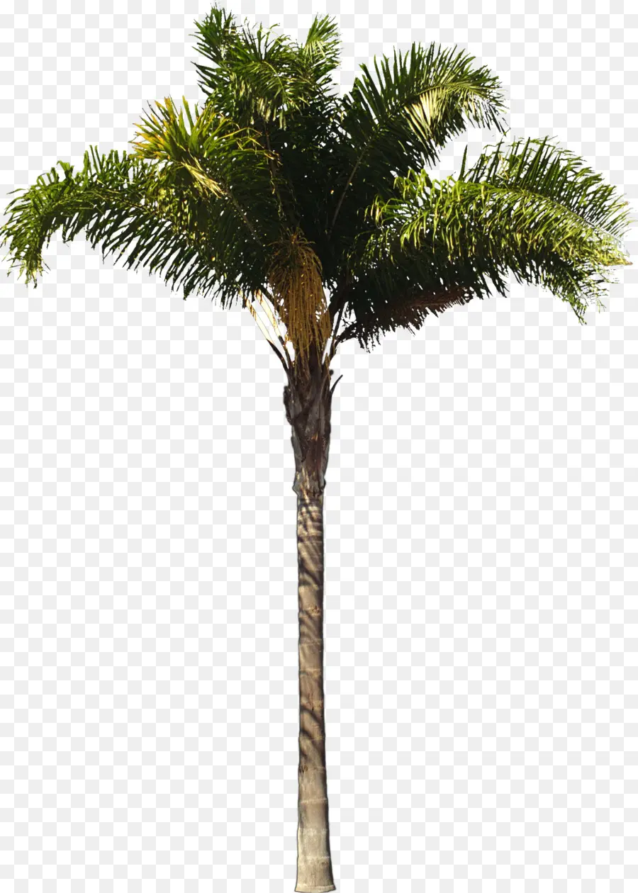 Arecaceae，Palma De La Reina PNG