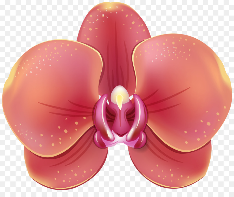 Las Orquídeas，Flor PNG